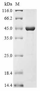 SDS-PAGE