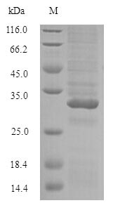 SDS-PAGE