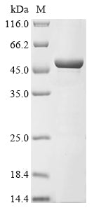 SDS-PAGE