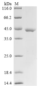 SDS-PAGE
