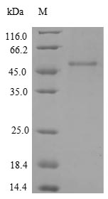 SDS-PAGE