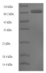 SDS-PAGE