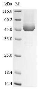 SDS-PAGE