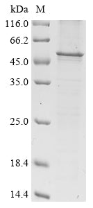 SDS-PAGE