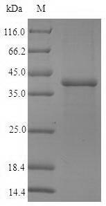 SDS-PAGE