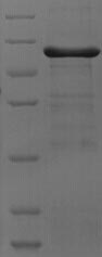 SDS-PAGE