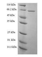 SDS-PAGE