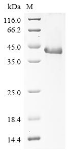 SDS-PAGE