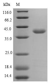 SDS-PAGE