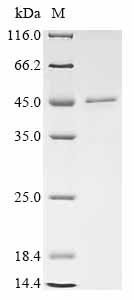 SDS-PAGE