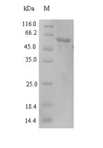 SDS-PAGE