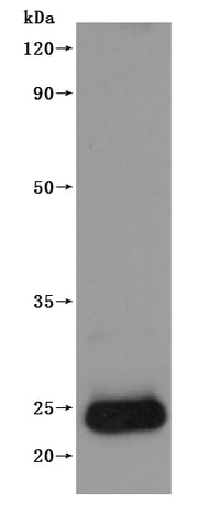 Western Blot