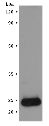 Western Blot