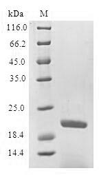 SDS-PAGE