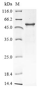 SDS-PAGE
