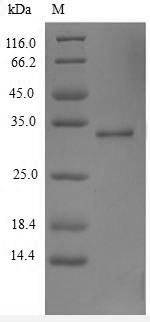 SDS-PAGE