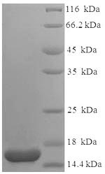 SDS-PAGE