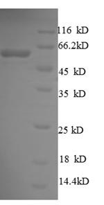 SDS-PAGE