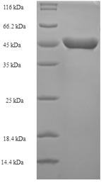 SDS-PAGE