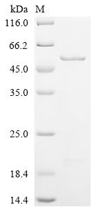 SDS-PAGE