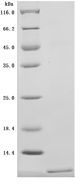 SDS-PAGE