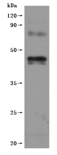 Western Blot