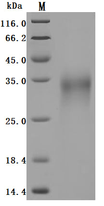 SDS-PAGE