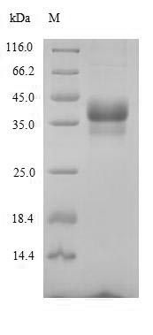 SDS-PAGE
