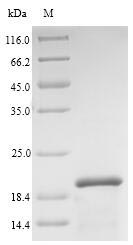 SDS-PAGE