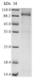 SDS-PAGE