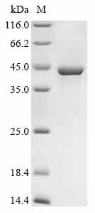 SDS-PAGE