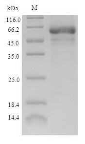 SDS-PAGE