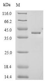 SDS-PAGE