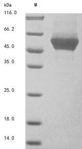 SDS-PAGE