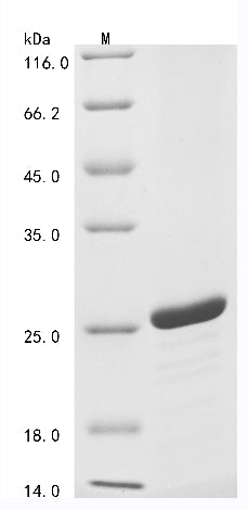 SDS-PAGE