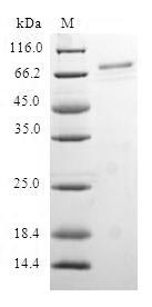 SDS-PAGE