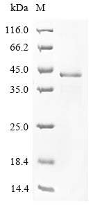 SDS-PAGE