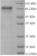 SDS-PAGE