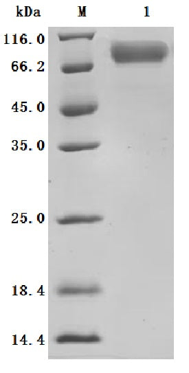 SDS-PAGE