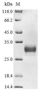 SDS-PAGE