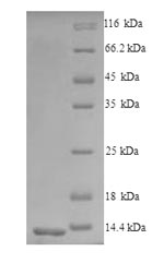 SDS-PAGE
