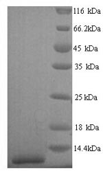 SDS-PAGE