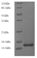 SDS-PAGE