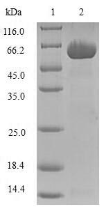 SDS-PAGE