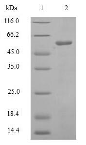SDS-PAGE