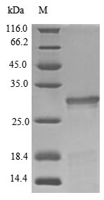 SDS-PAGE