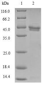 SDS-PAGE