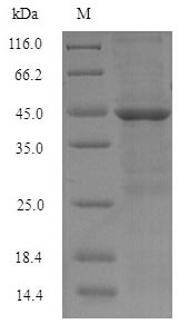 SDS-PAGE
