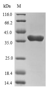 SDS-PAGE