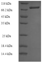 SDS-PAGE